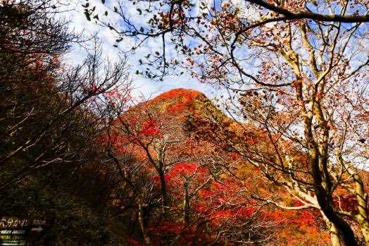calpas_art's tweet photo. @husky0527 まぐろたたき🍣🤛
わさびがツーンといい感じ😚

雲仙🍁 https://t.co/8PDvwzTMZr