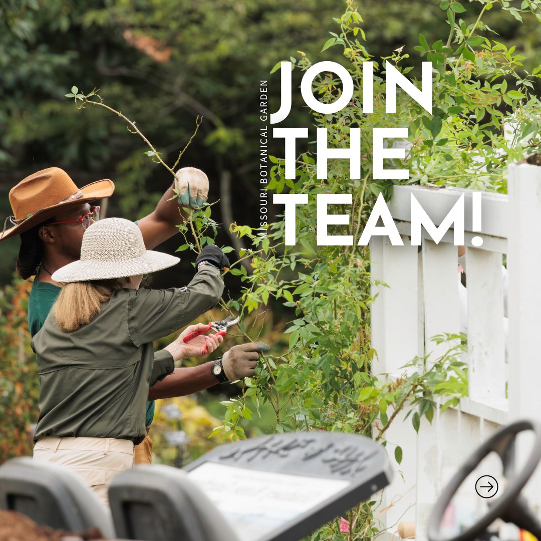 mobotgarden's tweet photo. Come grow with us at #MOBOT! The Garden now has openings in various departments including:
⭐ Horticulture
⭐ Security
⭐ Visitor Services
⭐ And more!
Learn more & apply today: https://t.co/AtpMRirg9T
📸 Nathan Kwarta
#MOBOTGarden #WereHiring