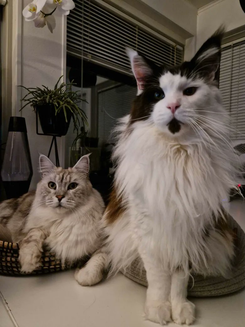 soph 🗸 tweet media