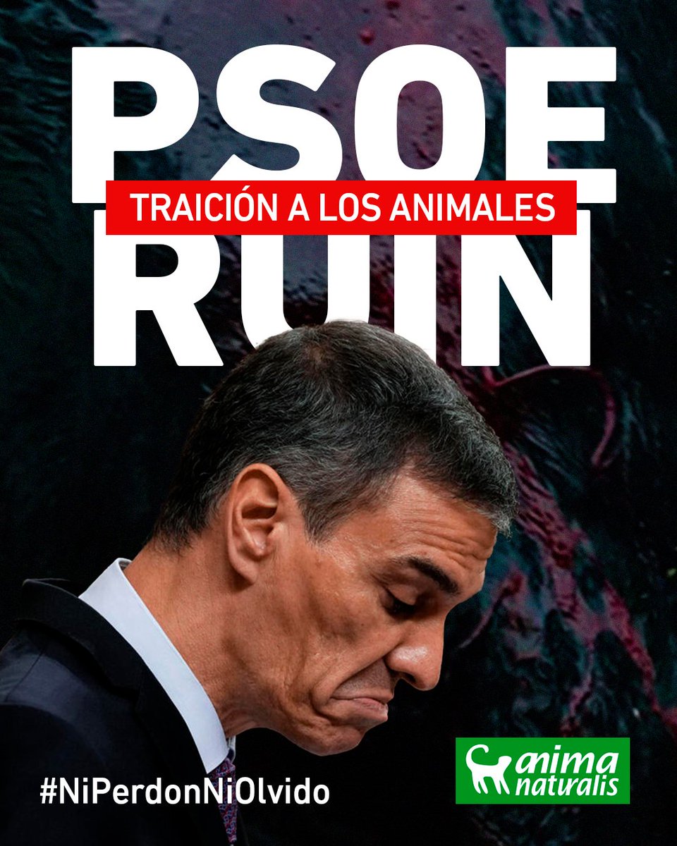 AnimaNaturalis's tweet image. 💥🐂📣 CIBERACCIÓN: ¡Envía ahora una carta de protesta a @sanchezcastejon!

El PSOE ya perdió toda credibilidad con los animales. Primero fueron los perros de caza, luego la desprotección del lobo, y ahora evita que la ILP @NoEsMiCultura pueda ser debatida, tal como lo pidieron…
