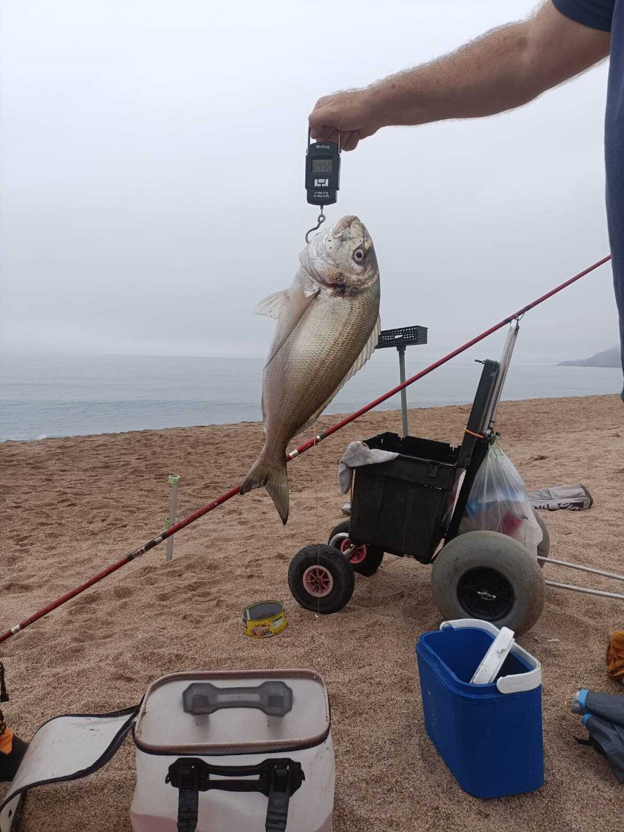 ICATMAR1's tweet photo. 🎣Aquest mes s’han iniciat els mostrejos del projecte Recall Survey de @UN_FAO_GFCM.

L’ICATMAR coordina la recollida de dades a totes les autonomies del Mediterrani espanyol per obtenir més informació sobre la pesca recreativa i millorar-ne la gestió.

@ICMCSIC @agriculturacat https://t.co/SXkjahObv7