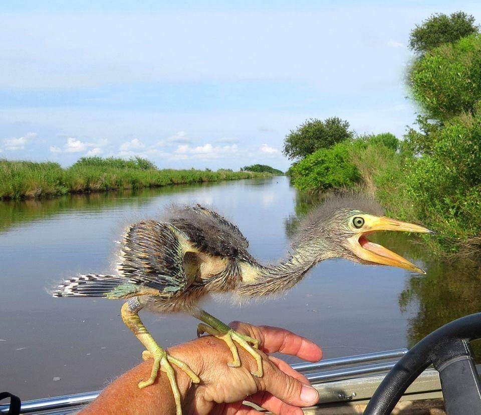 In case anyone is wondering what happened to the dinosaurs, here's a baby blue heron