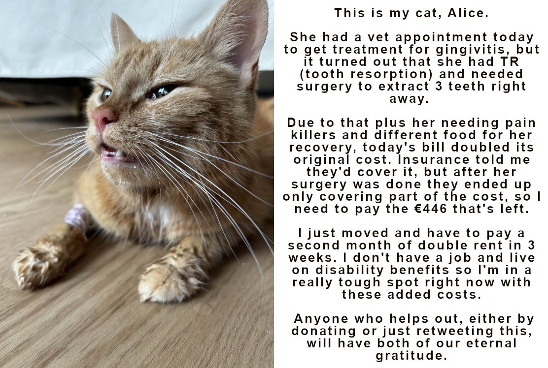 LibraryOfRae's tweet image. In a tough spot after my cat had unexpected surgery today and the vet bill doubled. I'm ETERNALLY grateful to anyone who helps out, whether that's donating or retweeting this!!! 🥺🫶

Dono link: streamelements.com/raelyria_/tip