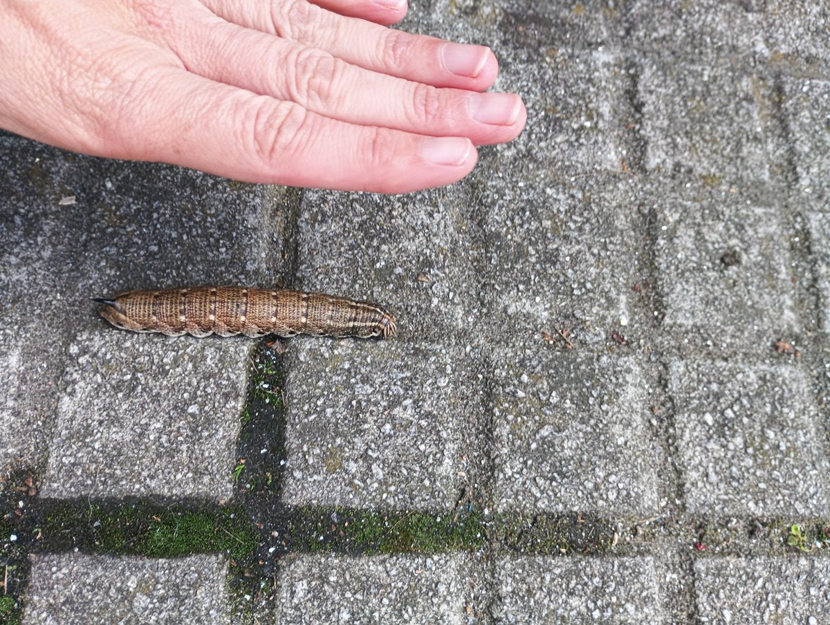 No tengo mucho tiempo para andar pendiente de RRSS, pero me paso a enseñaros el bebé gordete tan majo que me acabo de encontrar.

 Comparando imágenes por Google, me parece que es una oruga de Agrius convolvuli, pero que alguien que entienda confirme o desmienta.
