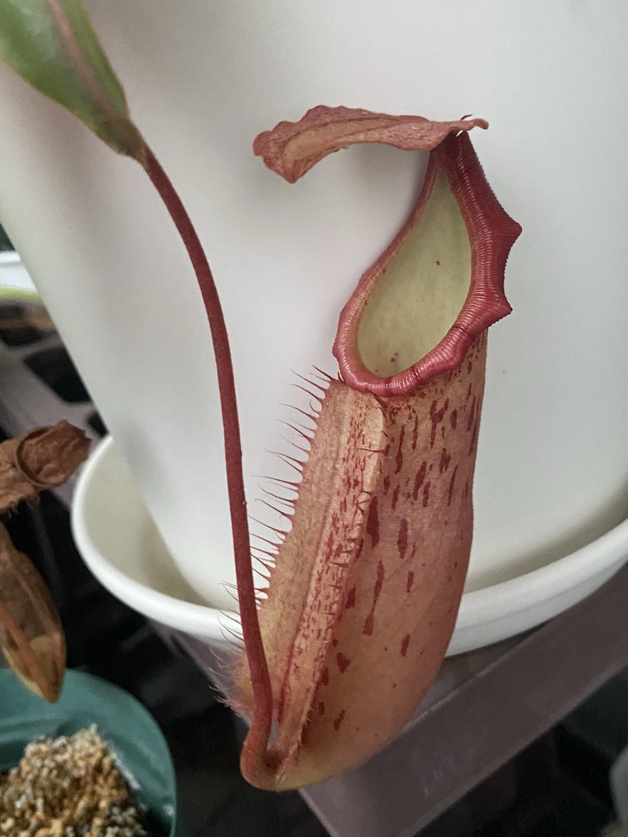 Ax05F's tweet image. N. (thorelii x veitchii Hmts) x northiana red ES

新しい袋