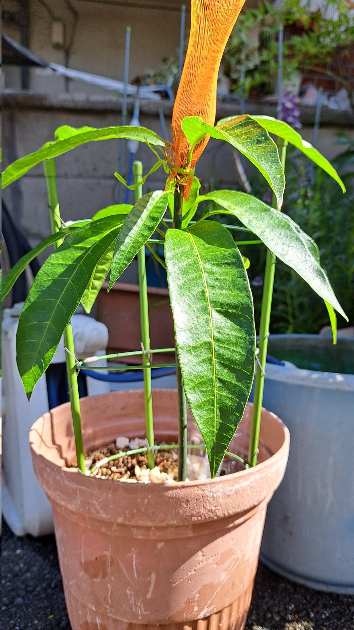 きなこ 様用20.ヤマシタマンゴー苗　耐寒性 20.ヤマシタマンゴー苗 耐寒性 きなこ 様用20.ヤマシタマンゴー