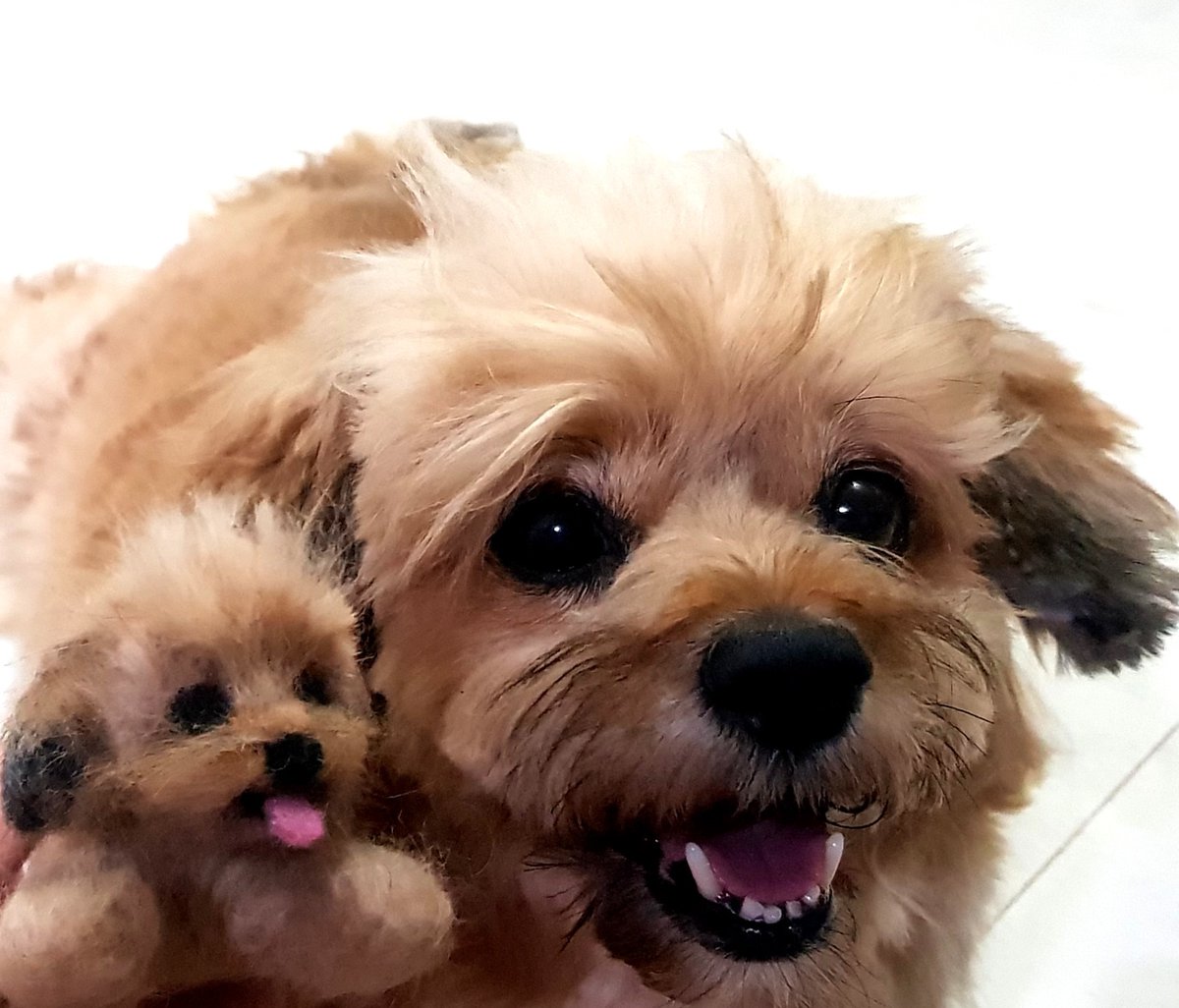 sottovoce tweet media