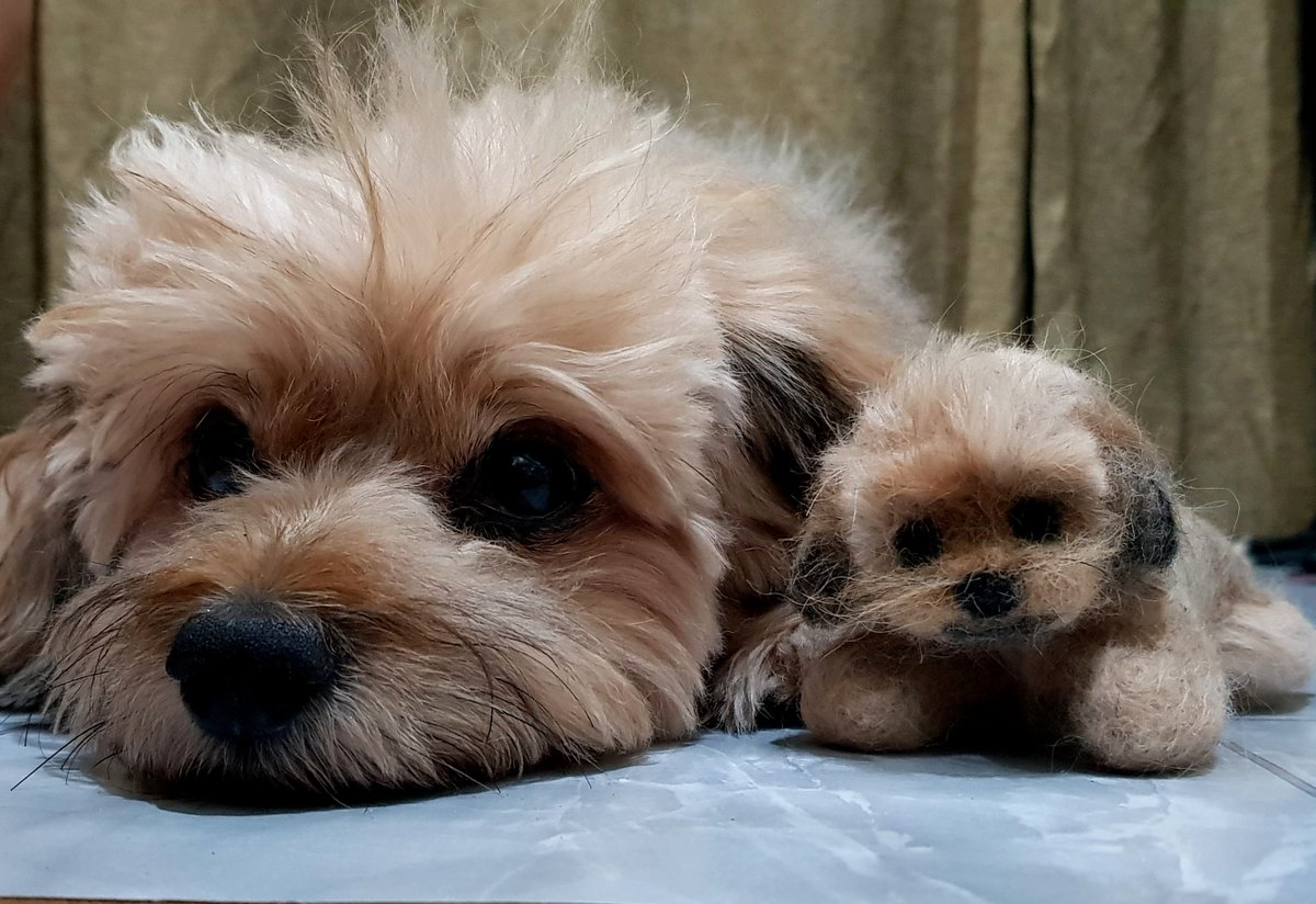 sottovoce tweet media