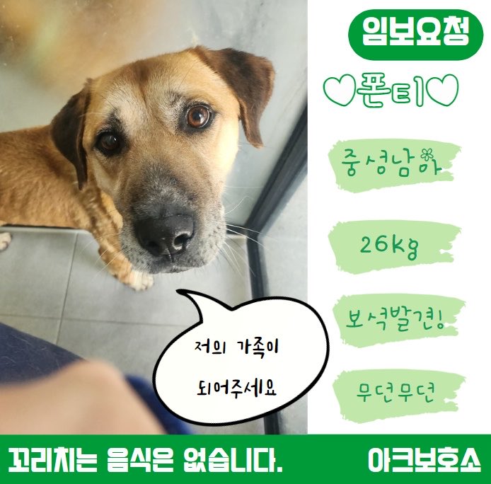 <집에서 생활해야, 진짜 가족이 온데요> 

 길고긴 연휴 잘 보내셨나요? 가족과 함께하는 민족 대명절 추석이지만 아크보호소에는 구조된지 5년이 넘도록 아직 가족을 찾지 못한 아이들이 100마리 가량 있습니다. 

그 중 흰 양말이 매력적인 폰티의 임보처를 구합니다!
조용한 성격에 다른친구들에게