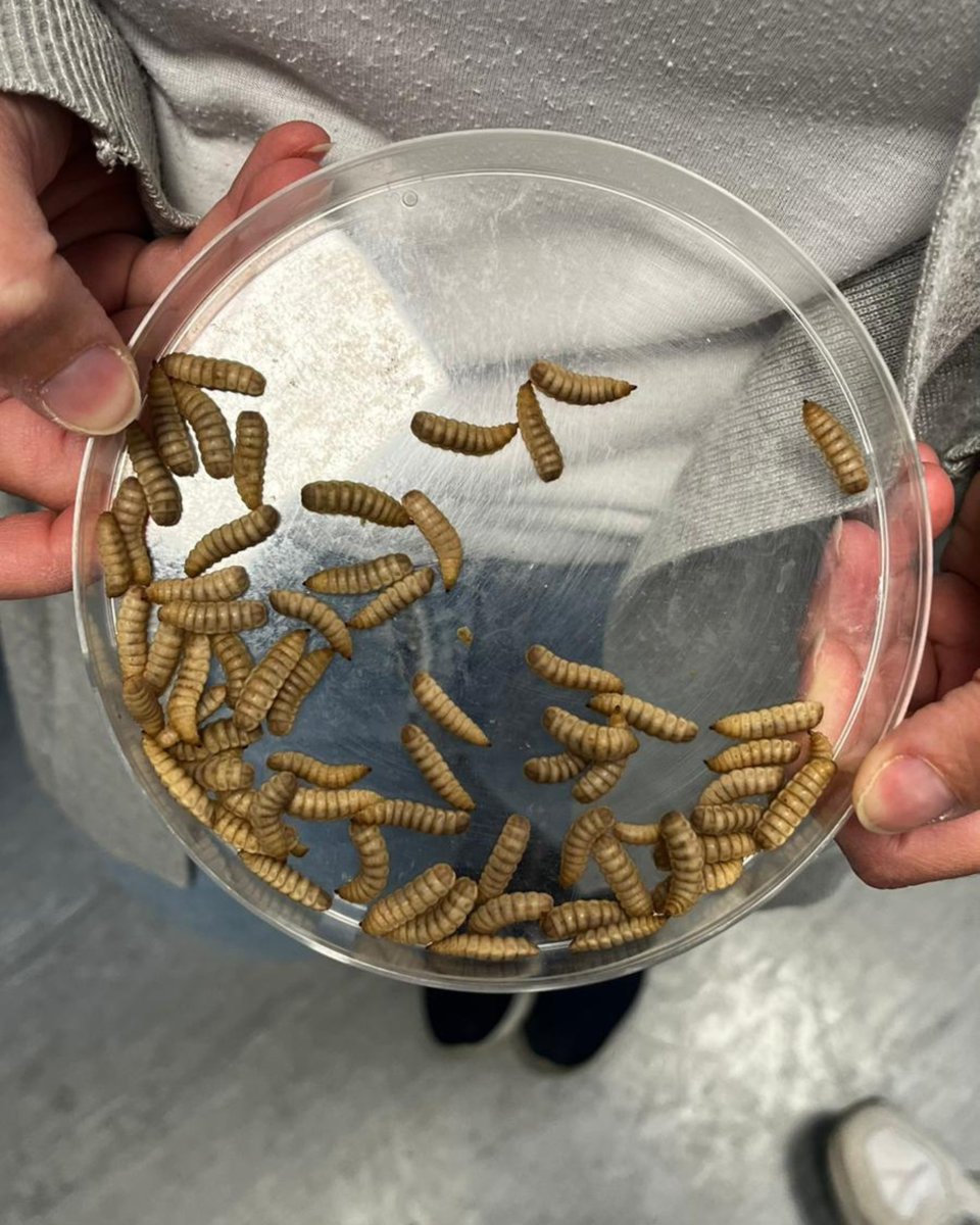 🪰♻️ La ricercatrice Ilaria Armenia ottiene il finanziamento #MarieSkłodowskaCurie per #Plastifly: un metodo sostenibile per degradare la plastica con la mosca soldato nera
👉 uninsubria.it/plastifly

#uninsubria #sceglinsubria