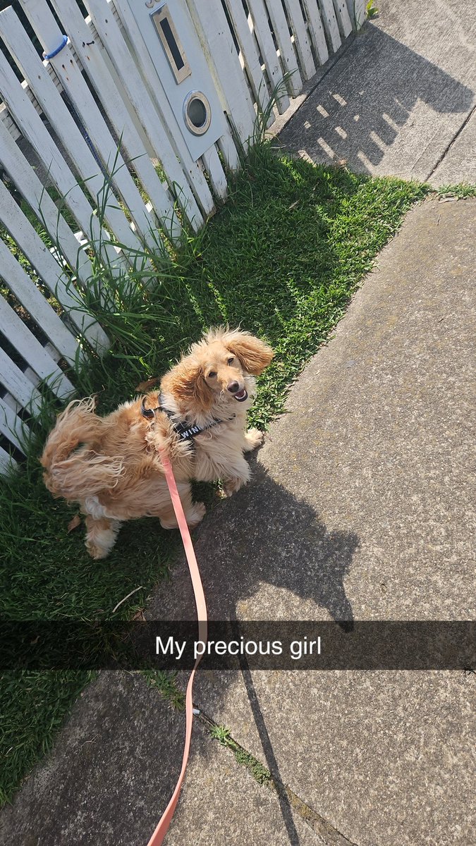 SerCattle's tweet photo. @SmashJT My gorgeous girl Winnie https://t.co/uuP3te66Qa