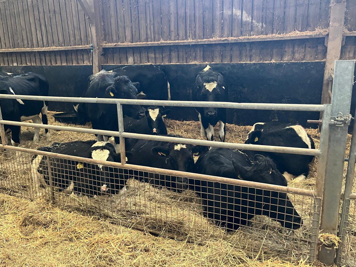 Bóthar Charity Ireland tweet media