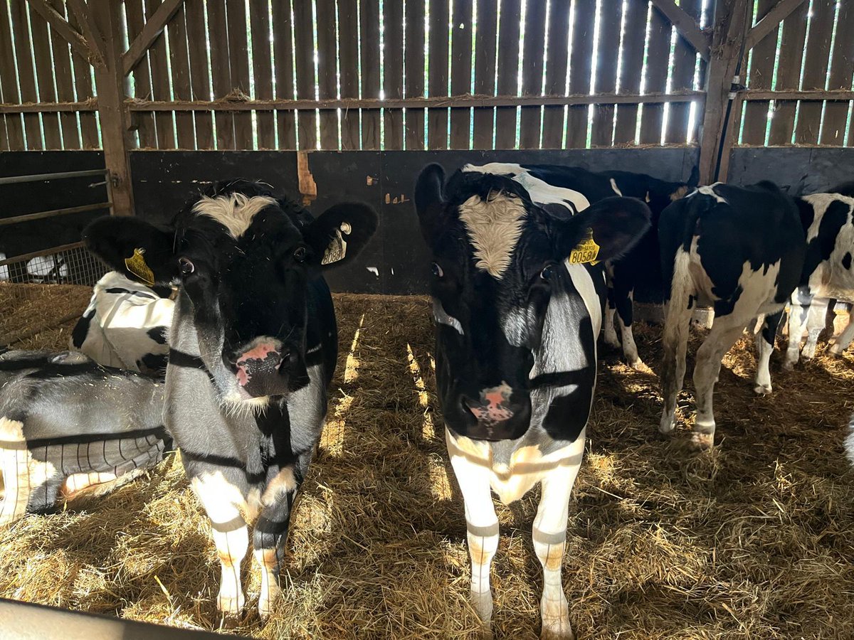 Bóthar Charity Ireland tweet media