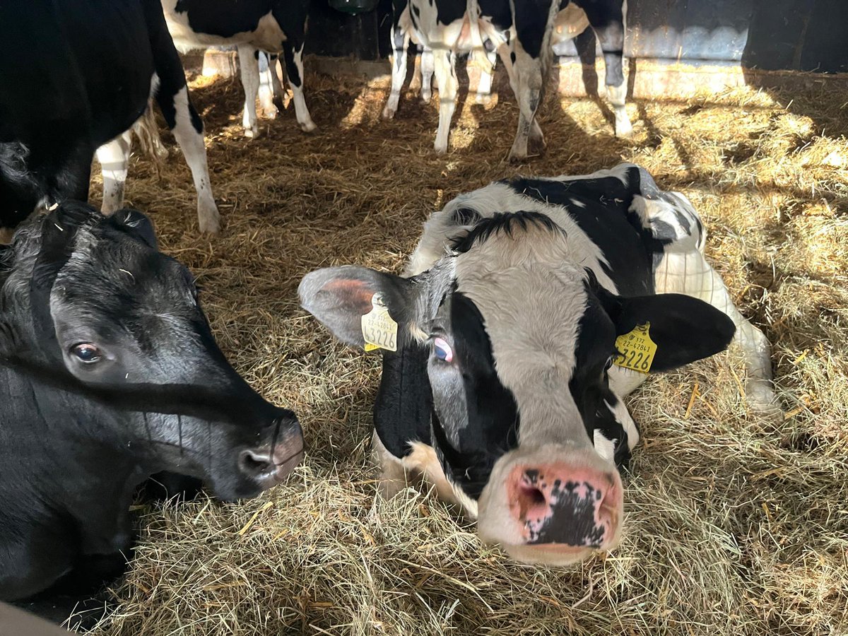 Bóthar Charity Ireland tweet media