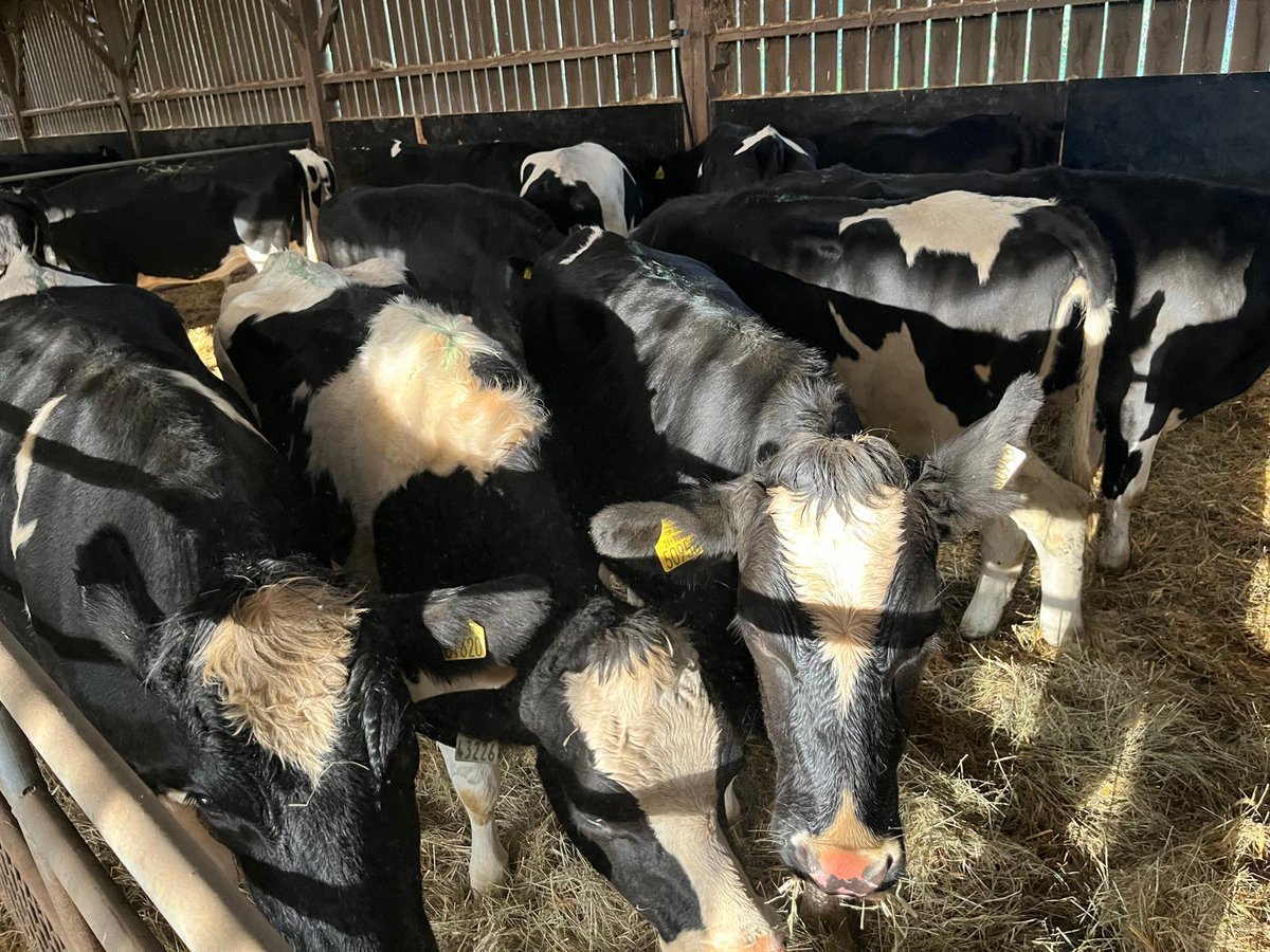 Bóthar Charity Ireland tweet media