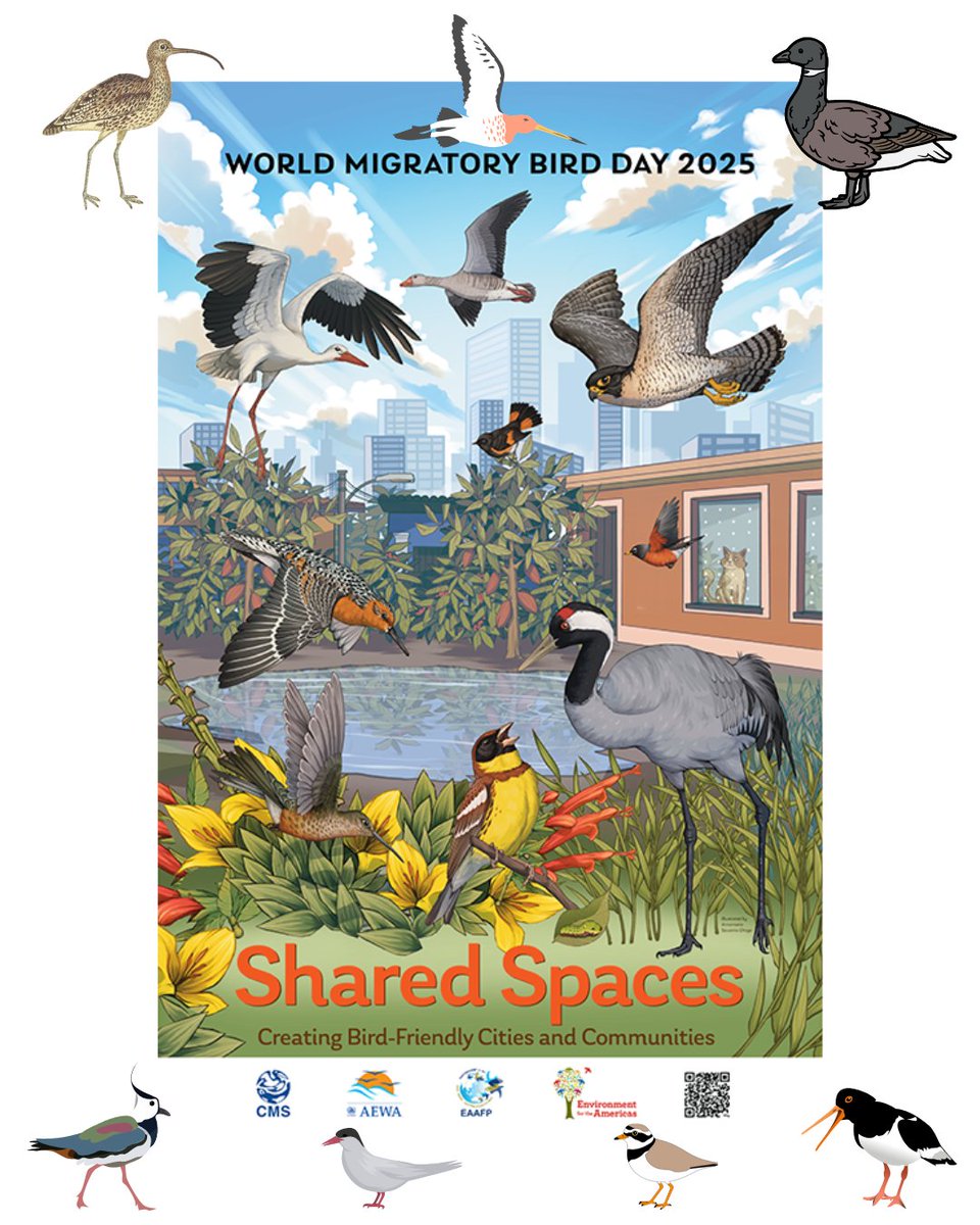 Birdwisenk's tweet photo. Today is #WorldMigratoryBirdDay and the theme is #SharedSpaces
To help migratory birds we must ensure they have space to feed and rest along their route
Follow our coastal codes when visiting the coast to share these spaces with birds now and in the future.
#birdwise #WMBD https://t.co/v6mGIPBB9n