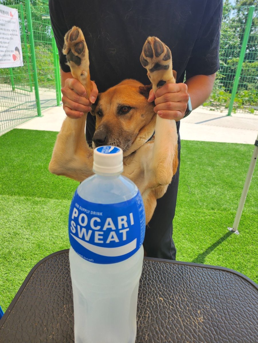 사람과 산책도 올매나 잘하는 지요 ~