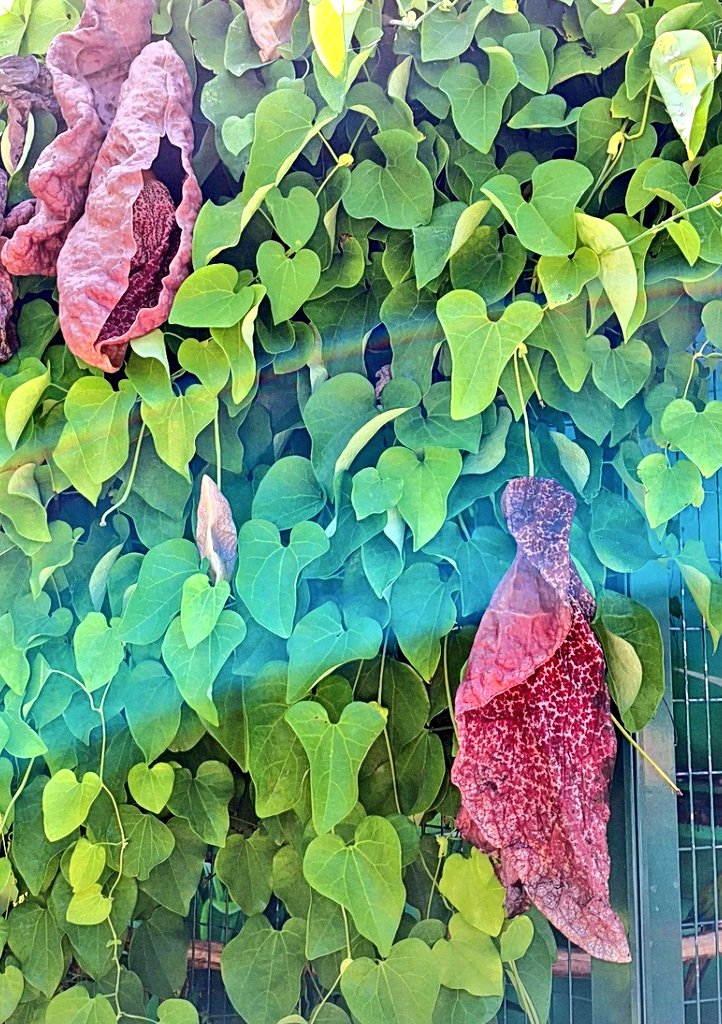 Good afternoon! 
Aristolochia gigantea.🌳🥩😁
#MadeiraIslands🏝