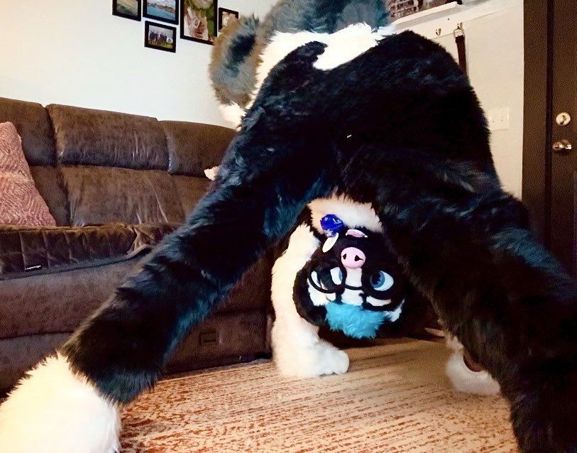 “Oh hey! You snuck up on me there….”😳

“What am I doing? Uhhh…..I honestly don’t know. Uhhh being a skunk?? Hehehe”🦨😅

#fursuiting #futsuiter #furry #fursona