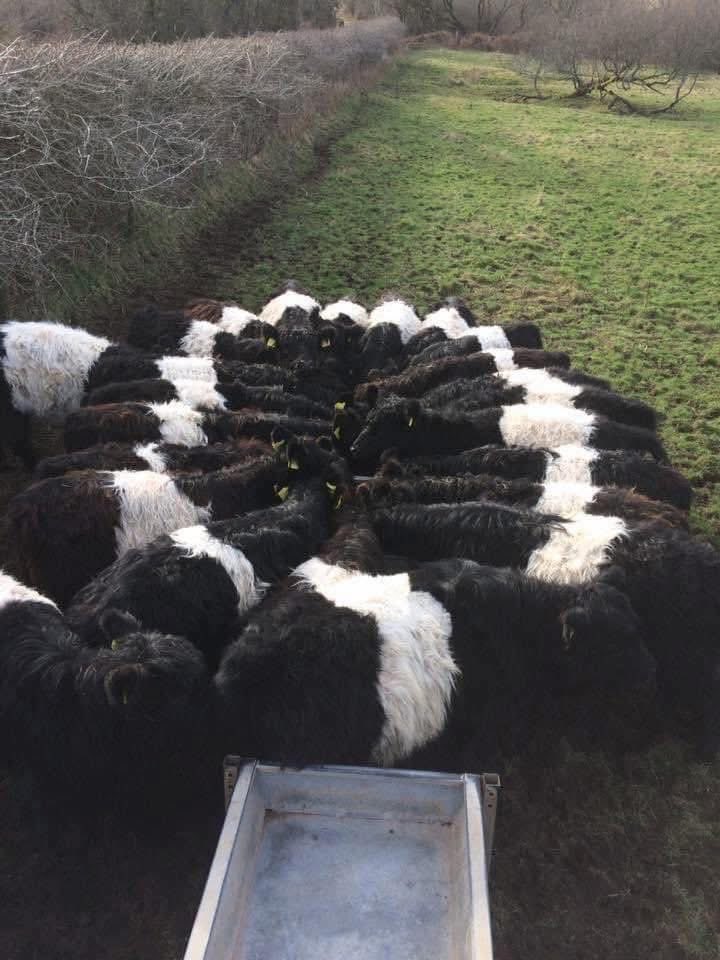 What a photo! 🐮 🇬🇧 

📸 Dartmoor Belted Galloways