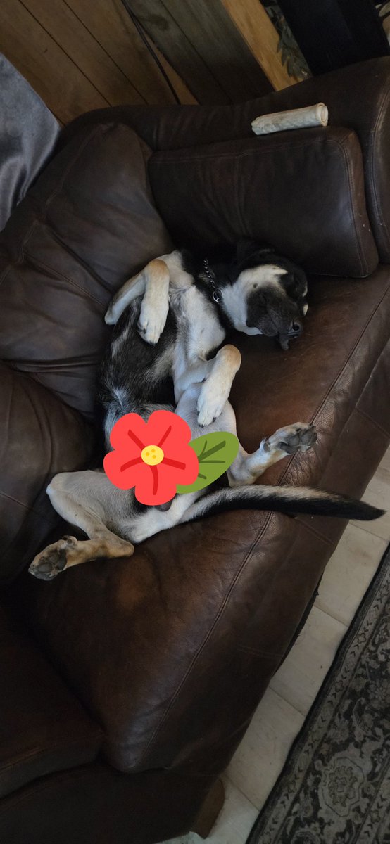 ASypnieski's tweet image. How my dog sleeps #dogday #spoiledpup