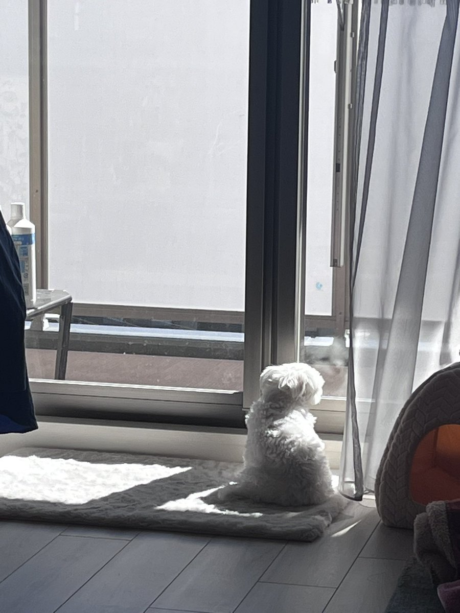 sugimiyu's tweet photo. アンニュイな顔で窓辺を眺めて、スリッパ枕にして寝たよ https://t.co/hEtAkpAMwP