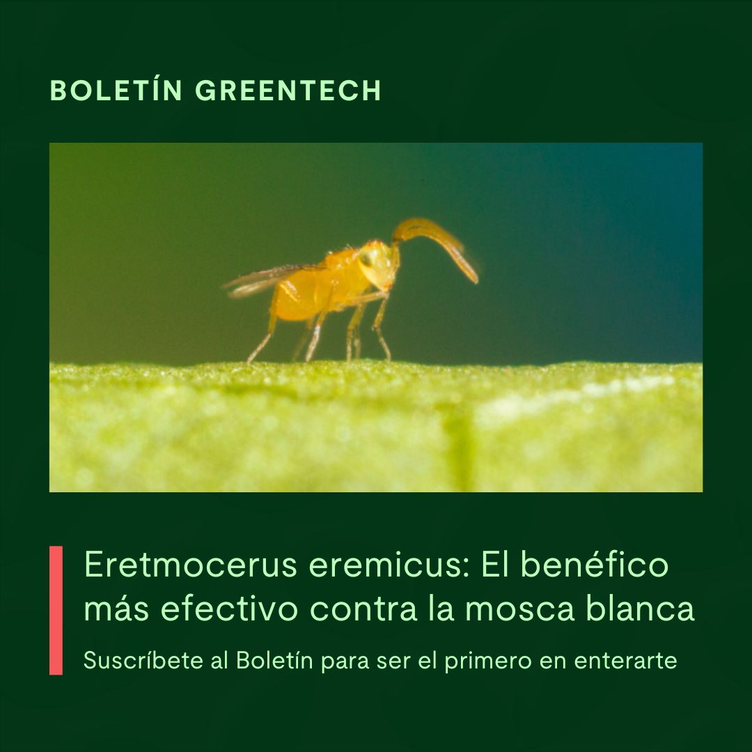 GreenTechRAI's tweet image. ✨ Lee el artículo aquí: 
lnkd.in/dgAYvhbF
👉 ¡Y no olvides suscribirte! lnkd.in/df5gkztr