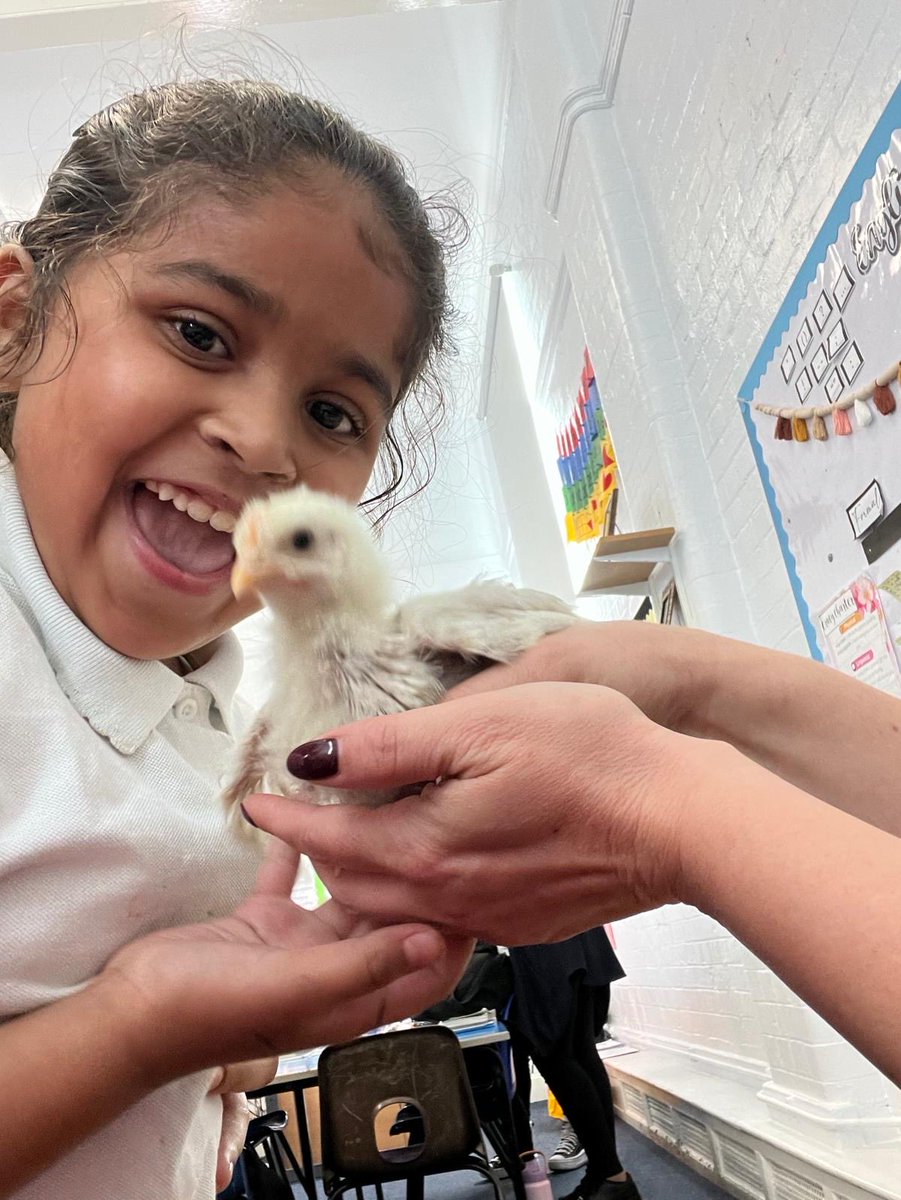 missbukhari_'s tweet photo. M has love visiting our baby chicks 🐤 @AbbeyMead_TMET https://t.co/hFvaCEgvYs