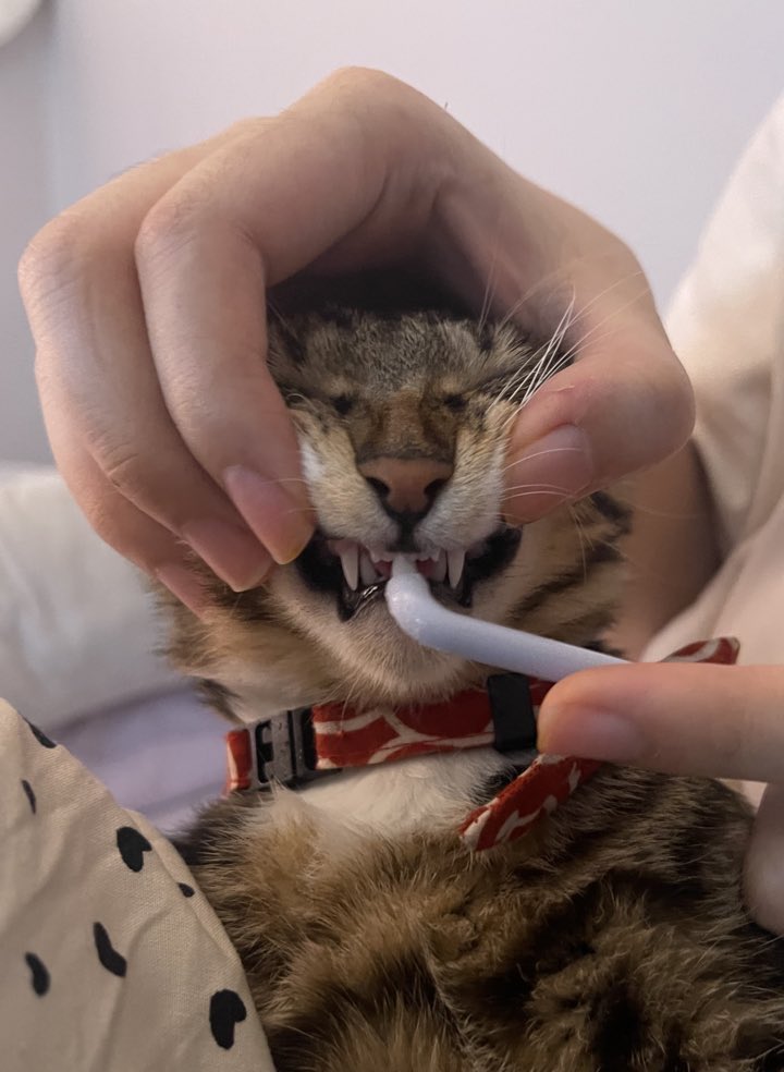 이빨 닦는거 잘 참아주는 착순이 코냥이
