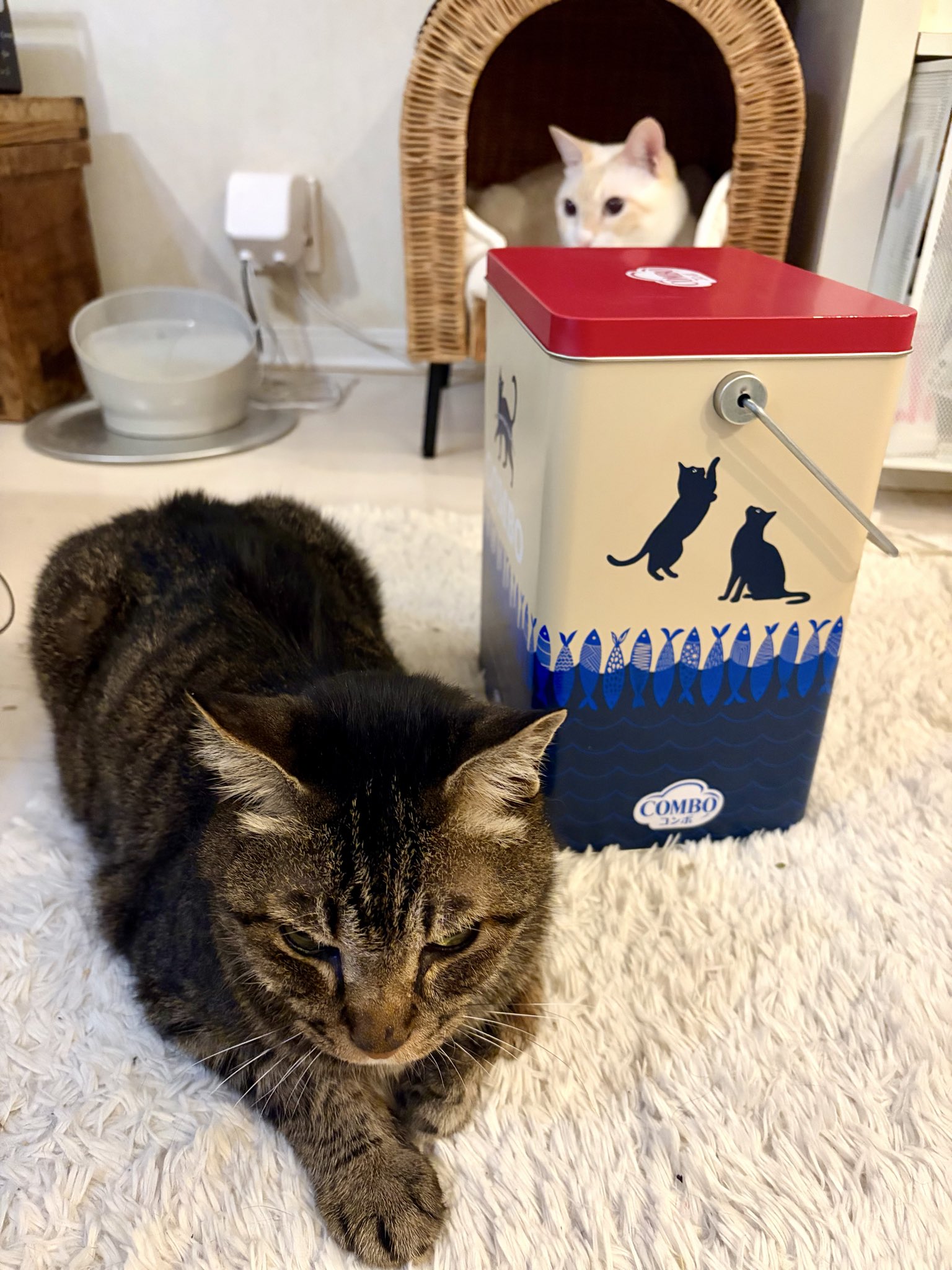 キョウ (@kyoxxxxx_) / X