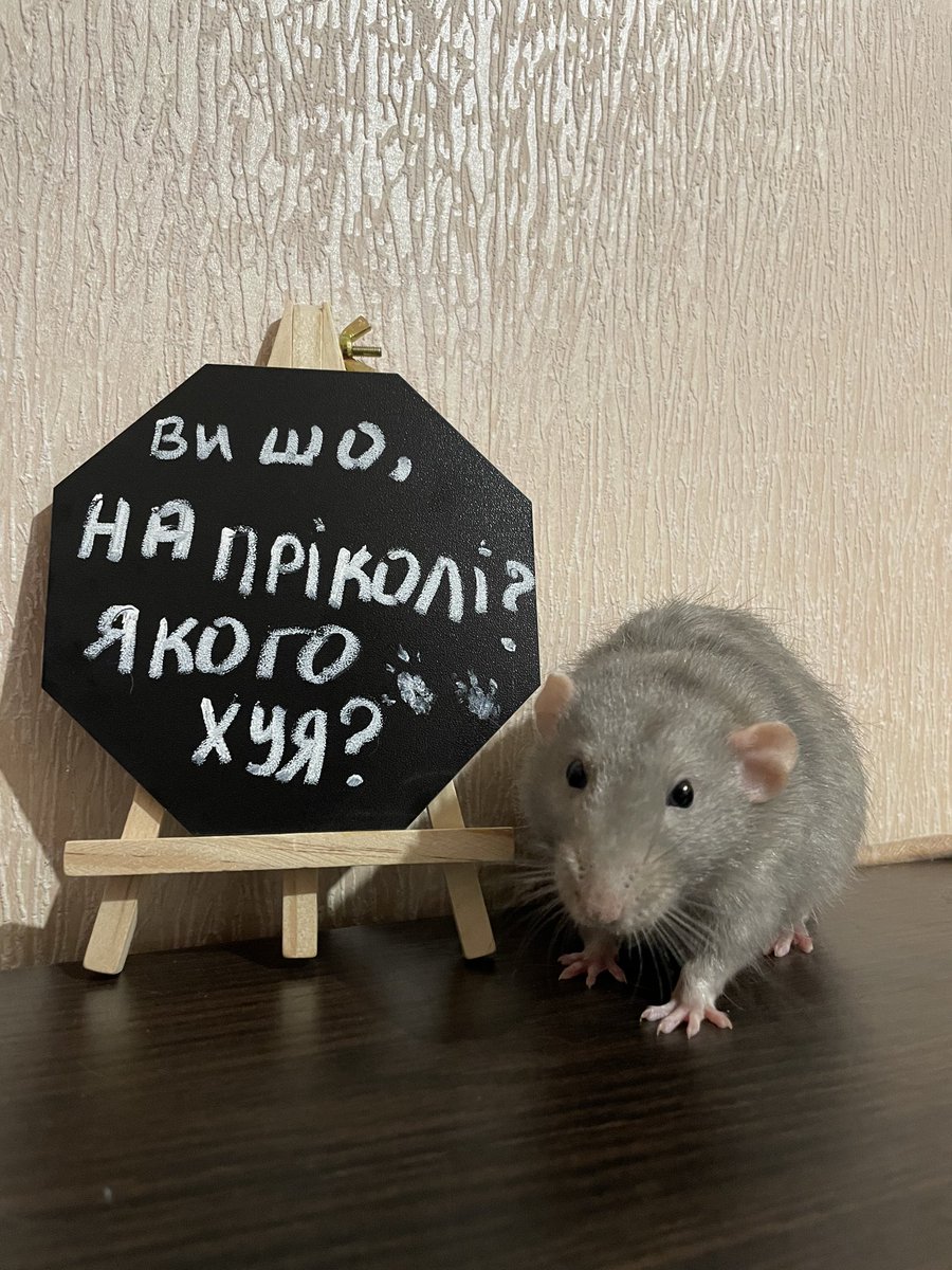 А ще, Квікі влітку був учасником мітингу! В мене досі є цей шедевр, тож, якщо захочете викупити — велком. Там відбитки його лапок. 50% закину в фонд <a href="/Ratlovers_ua/">Ratlovers</a>