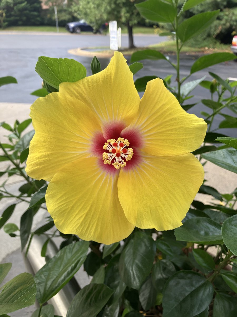 nnadal2013's tweet photo. Flowers at the local Exxon station https://t.co/LgO9KtaQKA