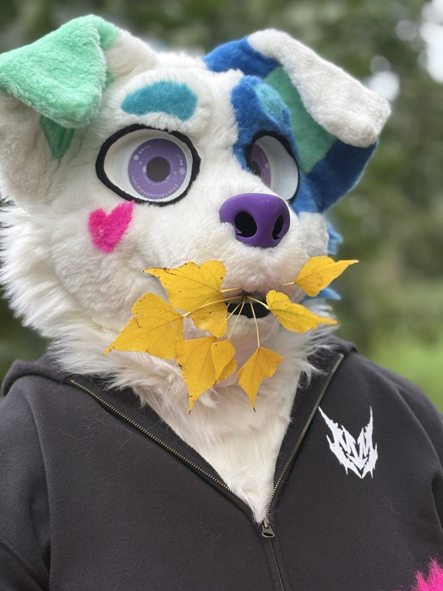 RubyLouFluff's tweet image. Charlie futtert herbstliche Blätter :3