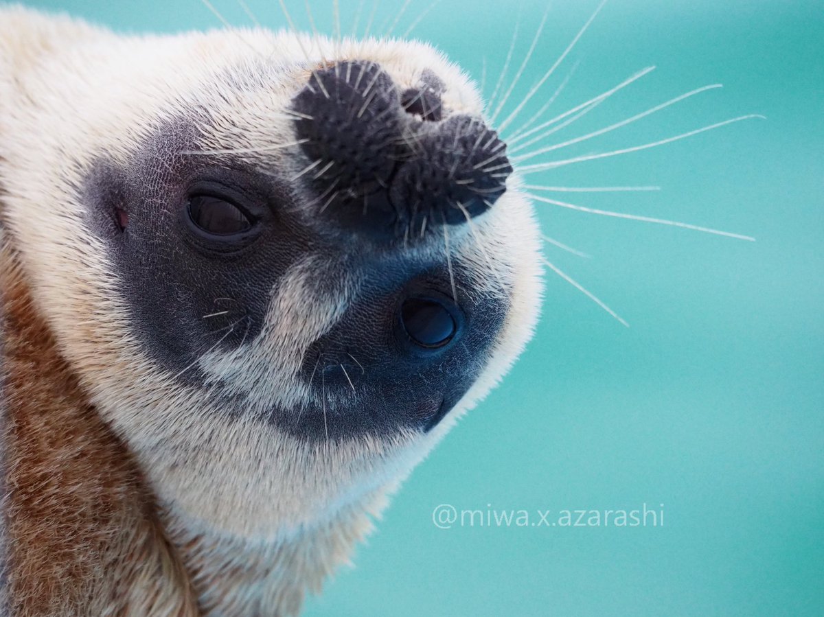 miwako🦭 tweet media