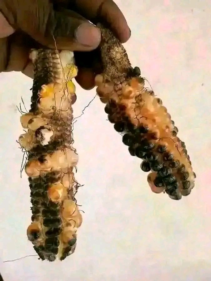 Sema haya mahindi hua matamu sana 😂🔥