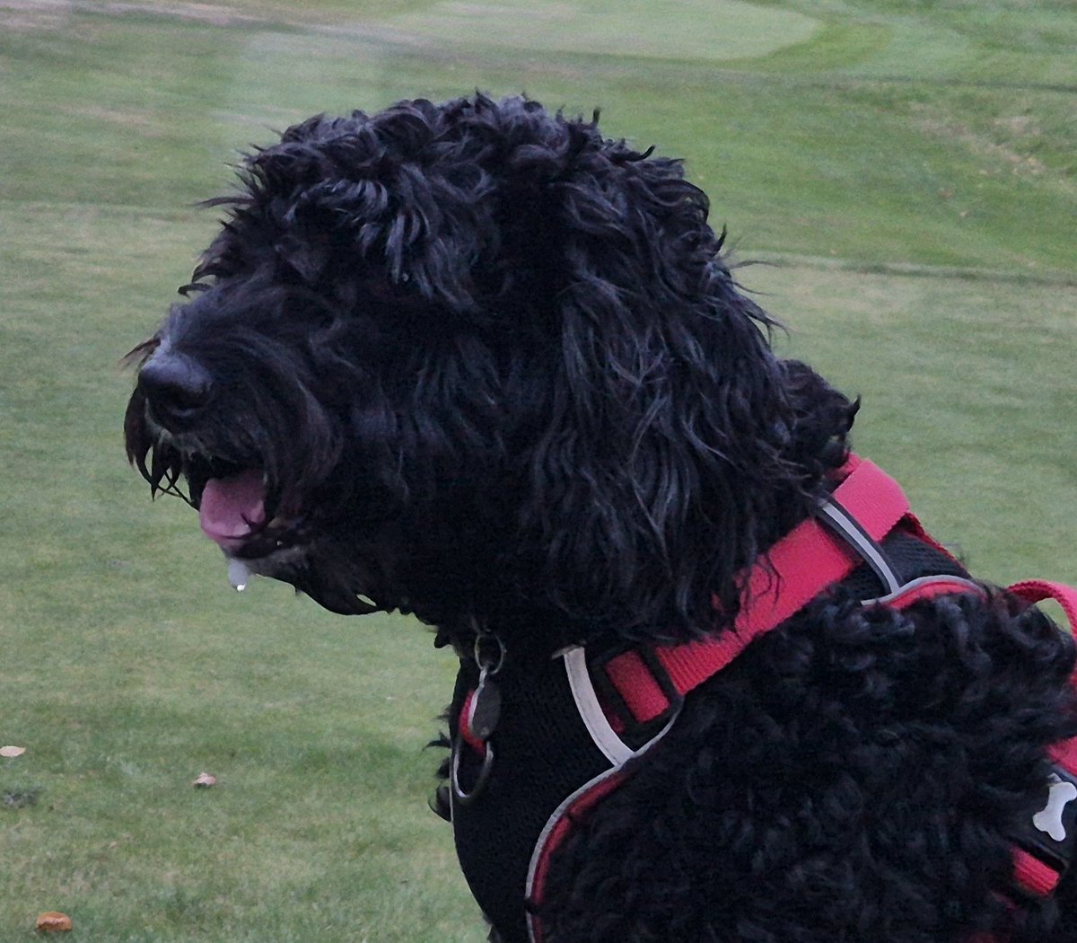 Shades of Autumn out on the Course 🍁⛳️