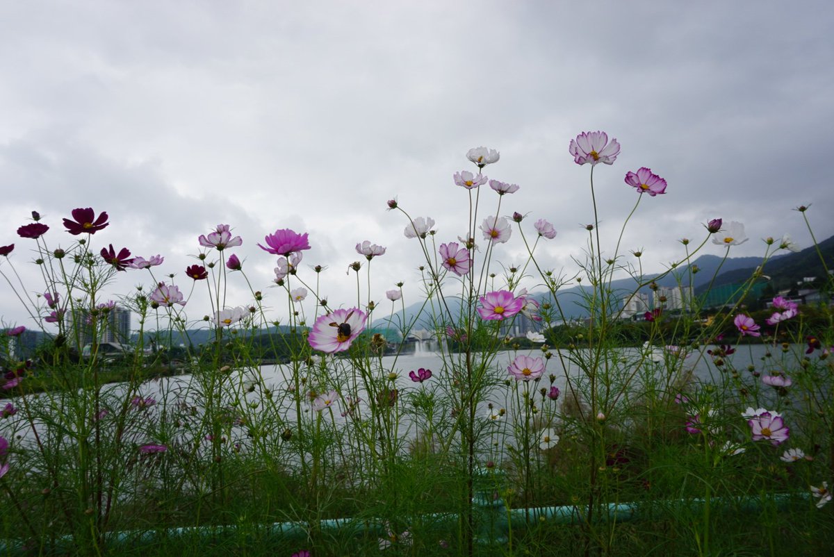 수성못 코스모스