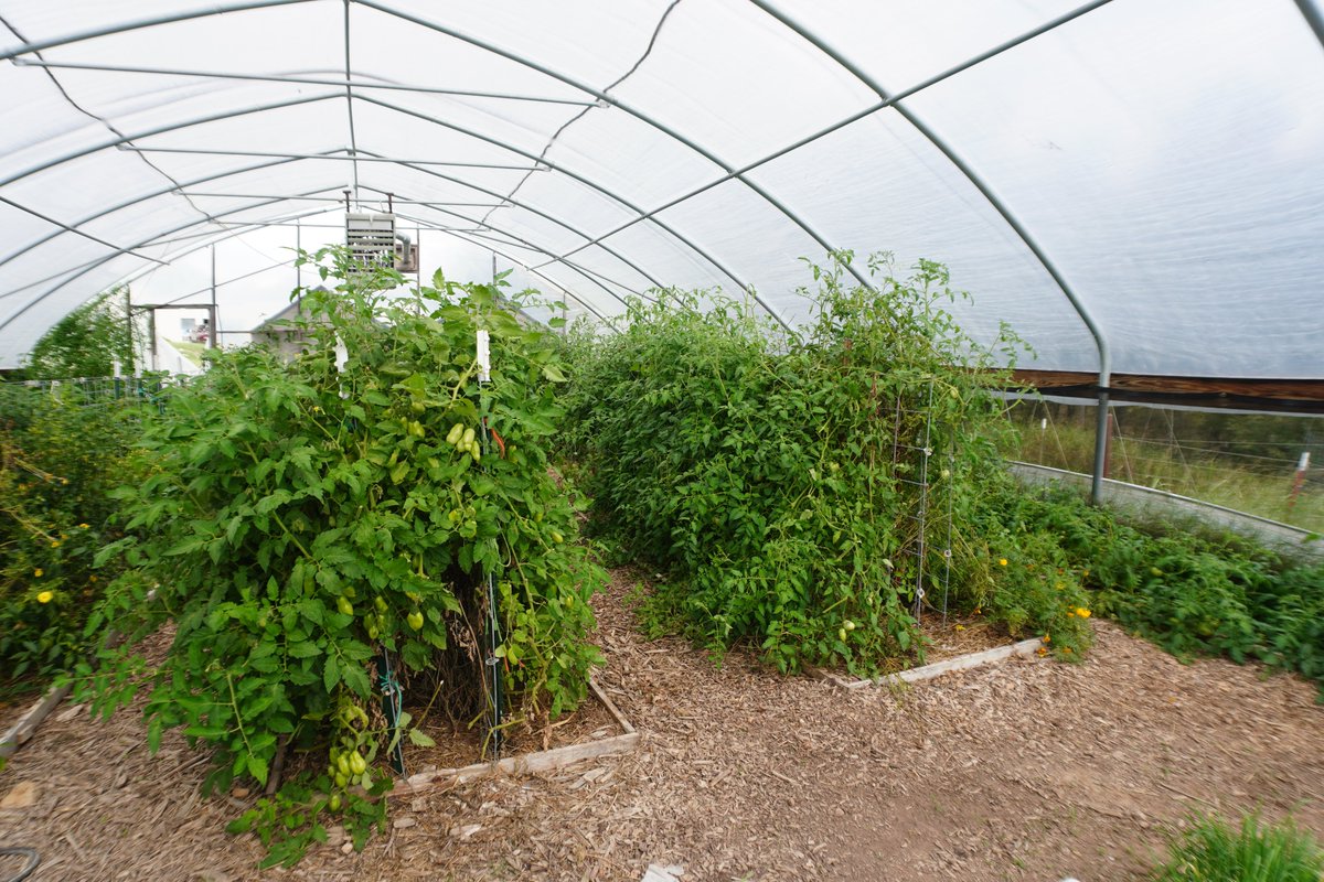 We kicked off Arkansas Farm to School Month with a visit to Yellville Public School, home to one of the oldest continuously running school gardens in the state! 

Their garden includes two greenhouses, a fruit tree orchard, and both in-ground and raised bed gardens. Fresh lettuce