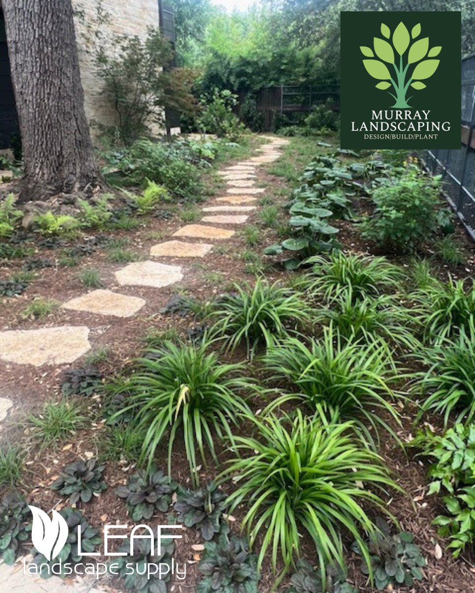 leaflandscape_'s tweet image. CLIENT SPOTLIGHT 🔦 Murray Landscape Design was born from passion &amp;amp; a desire to create beautiful spaces that bring happiness to those who spend time in them. Follow @murraylandscapedesign to see more of their work! 🏡✨

#ValuedClient #ProjectSpotlight #AustinLandscaping