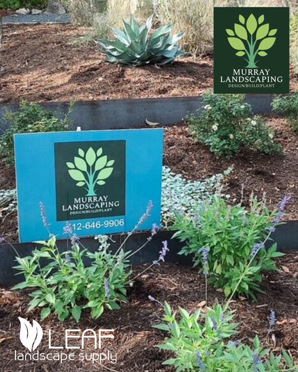 leaflandscape_'s tweet image. CLIENT SPOTLIGHT 🔦 Murray Landscape Design was born from passion &amp;amp; a desire to create beautiful spaces that bring happiness to those who spend time in them. Follow @murraylandscapedesign to see more of their work! 🏡✨

#ValuedClient #ProjectSpotlight #AustinLandscaping