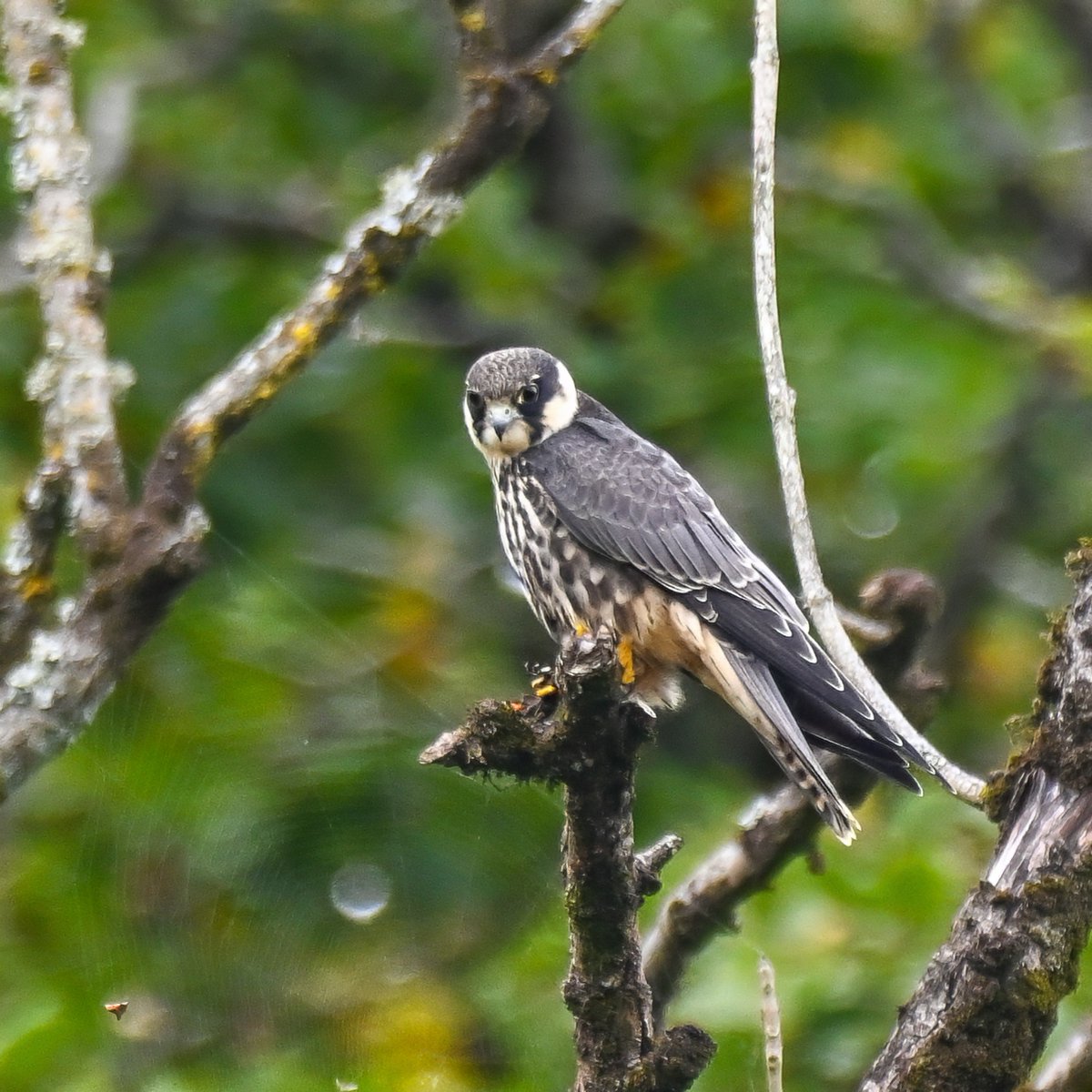 Frank Sengpiel 👨🏼‍🔬🧠🌵🦋🦉🦊🌺 tweet media