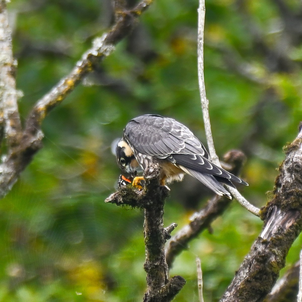 Frank Sengpiel 👨🏼‍🔬🧠🌵🦋🦉🦊🌺 tweet media