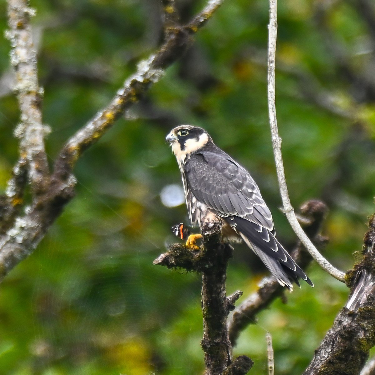 Frank Sengpiel 👨🏼‍🔬🧠🌵🦋🦉🦊🌺 tweet media