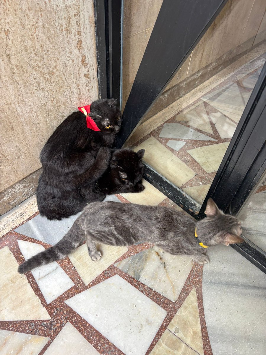 bu kediler sokakta yaşayamaz terk edilmeden önce yaşadıkları da aşağıda yazıyor lütfen okuyun ve paylaşın İzmir