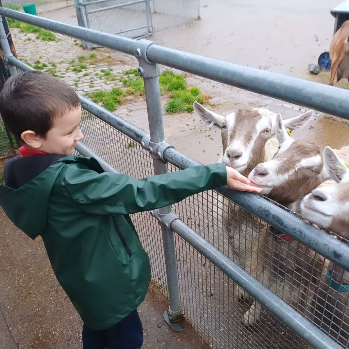 CDPS_Southwark's tweet photo. Year 2 visited @surreydocksfarm to learn about farming and explore plant care and growth. The children were able to sow their own cress seeds and take part in a tour of the farm where they got to stroke and feed some of the animals. What an adventure: all on our doorstep! https://t.co/8d3SjQgff7
