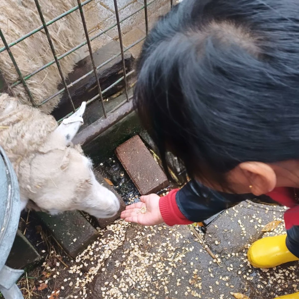 CDPS_Southwark's tweet photo. Year 2 visited @surreydocksfarm to learn about farming and explore plant care and growth. The children were able to sow their own cress seeds and take part in a tour of the farm where they got to stroke and feed some of the animals. What an adventure: all on our doorstep! https://t.co/8d3SjQgff7