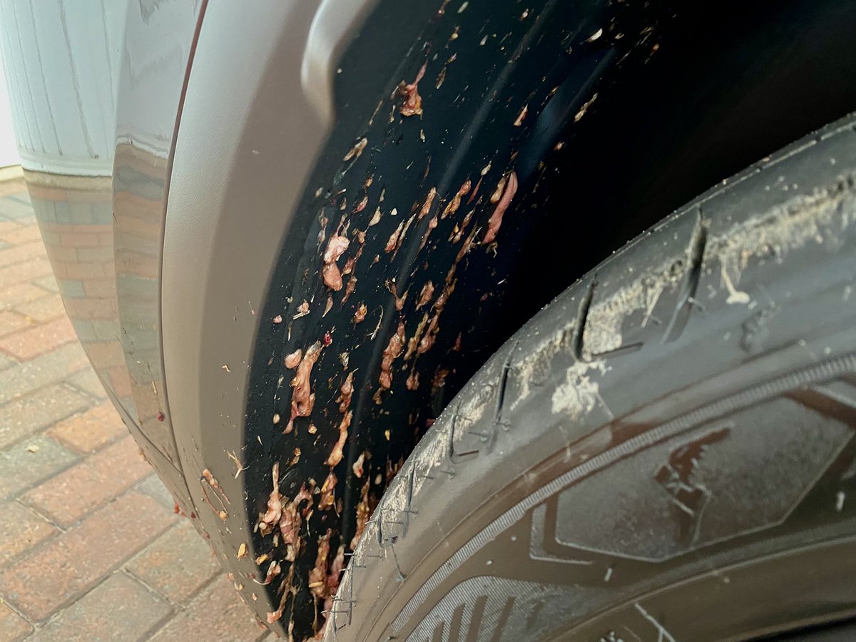 TELLitpaul's tweet image. Work travels took me to #coventry this afternoon and this is the souvenir I picked up from the Eastern Bypass M6 Junction 2…yes that’s animal offal from a truck spill 😡