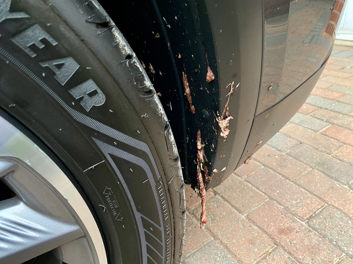 TELLitpaul's tweet image. Work travels took me to #coventry this afternoon and this is the souvenir I picked up from the Eastern Bypass M6 Junction 2…yes that’s animal offal from a truck spill 😡