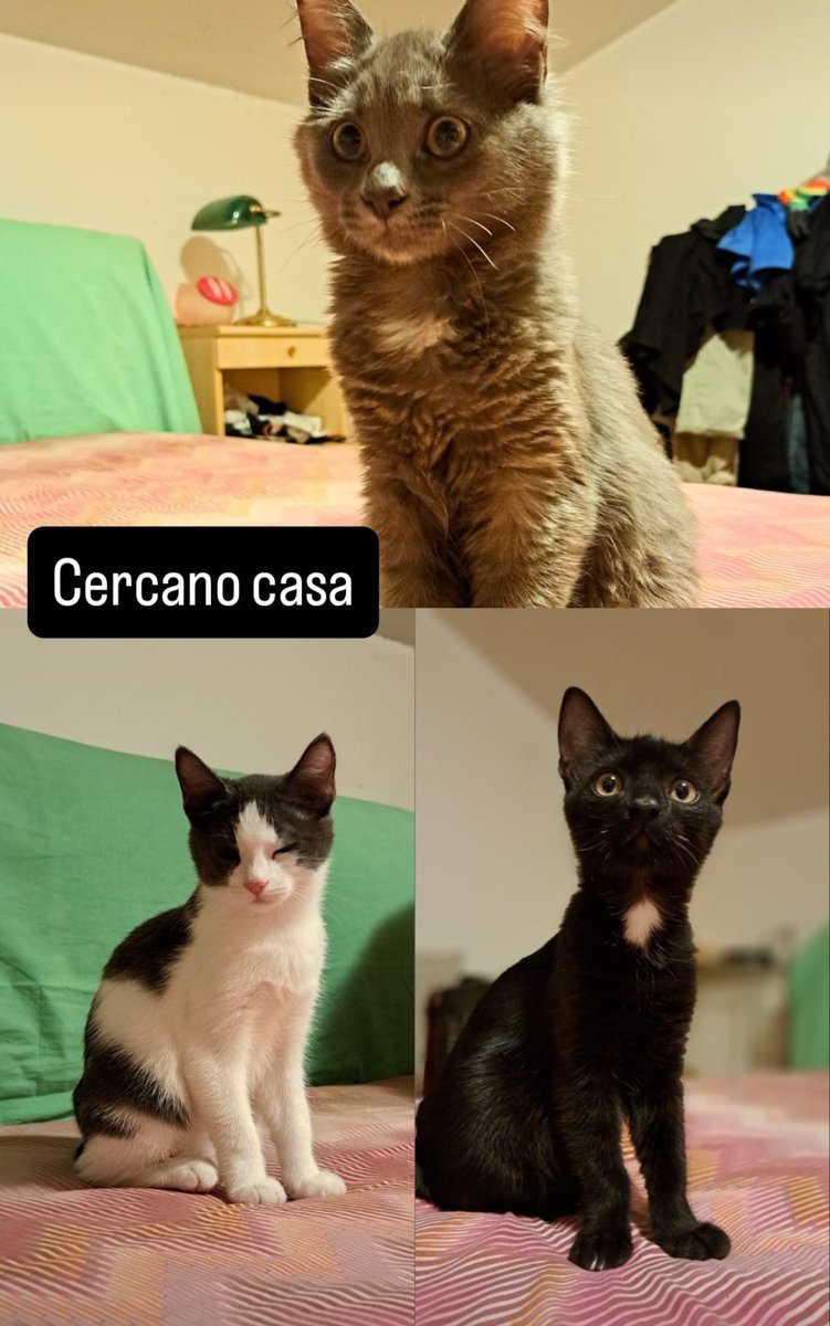Cucciolotti adorabili, li portiamo ovunque. Se vi capita di sentire qualcuno interessato contattatemi quando volete. Grazie. 
#ilbaretto