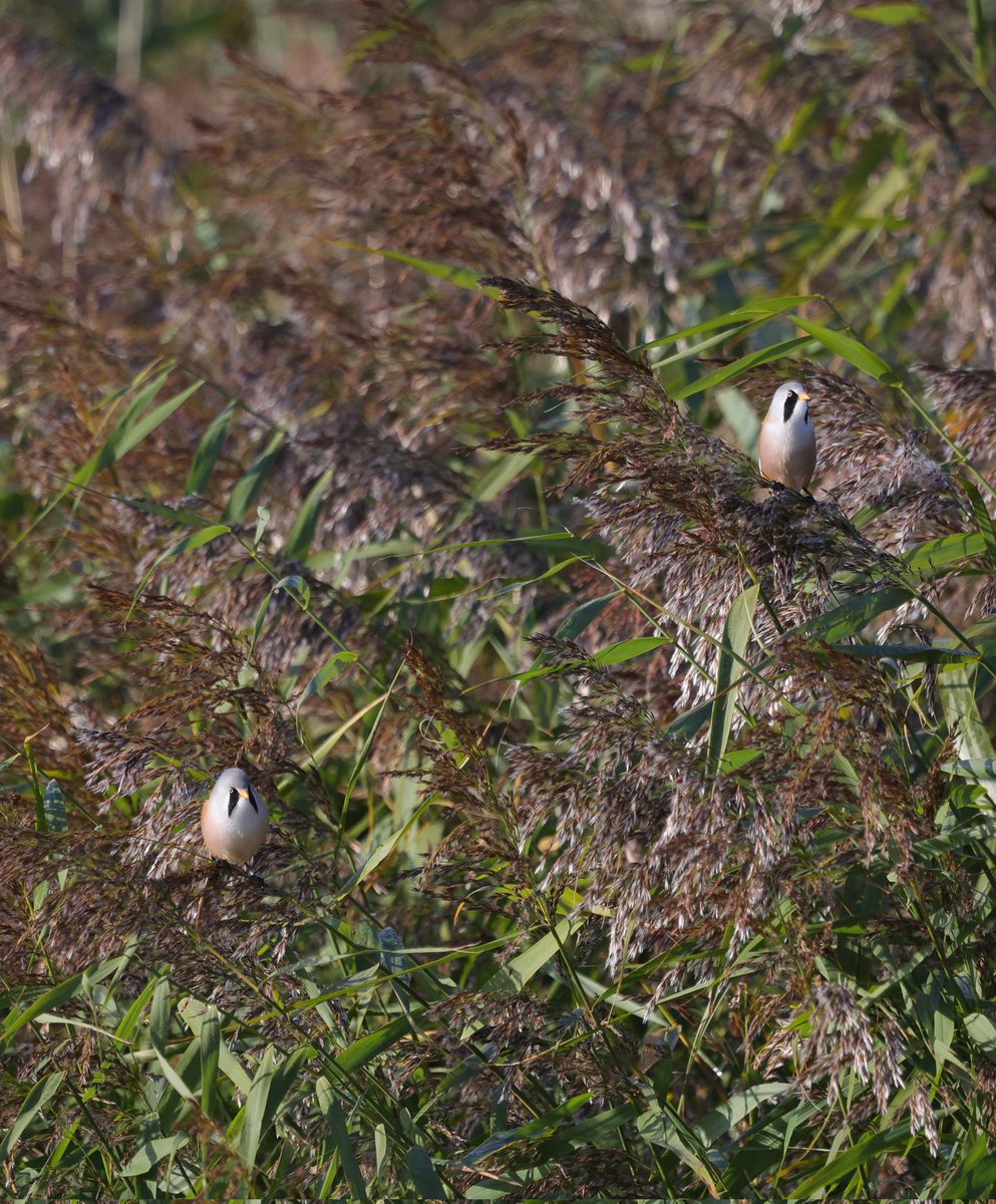 Two Bearded Tits posing for a split second. <a href="/RSPBMinsmere/">RSPB Minsmere 🌍</a> <a href="/BTO_Suffolk/">BTO Suffolk</a> <a href="/suffolkwildlife/">SuffolkWildlifeTrust</a>